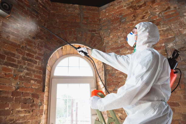 Best Attic Mold Removal  in Samsula Spruce Creek, FL