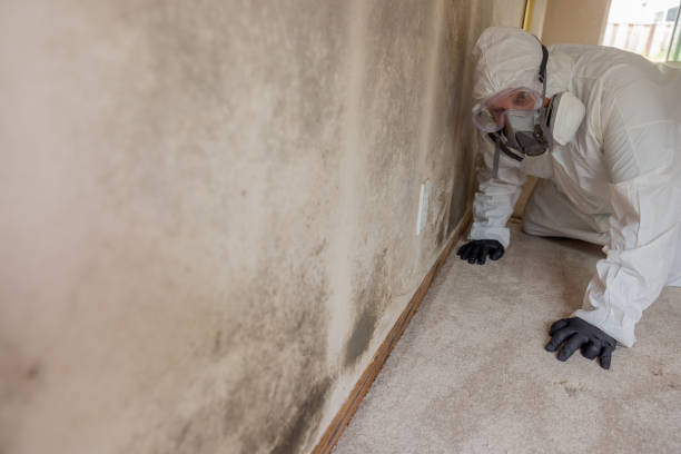 Best Mold Damage Restoration  in Samsula Spruce Creek, FL